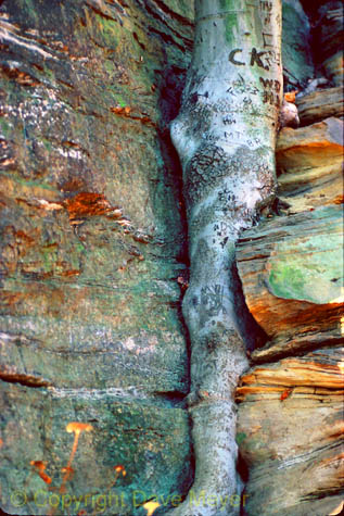 embedded_tree