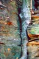 embedded_tree
