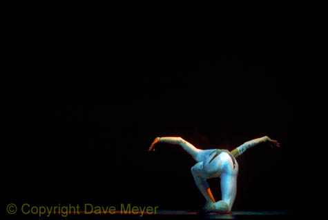 swan_dancer